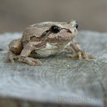 枯葉色のアマガエル