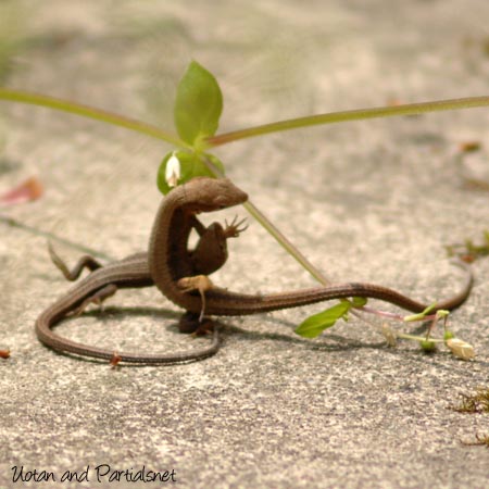 戦うニホンカナヘビ