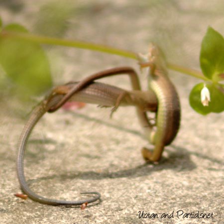 戦うニホンカナヘビ