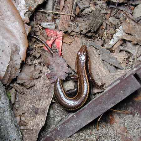 ニホントカゲ成体