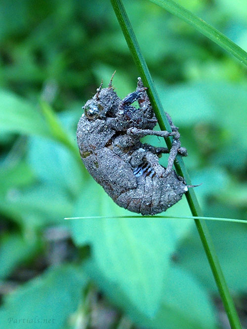 ニイニイゼミの抜け殻
