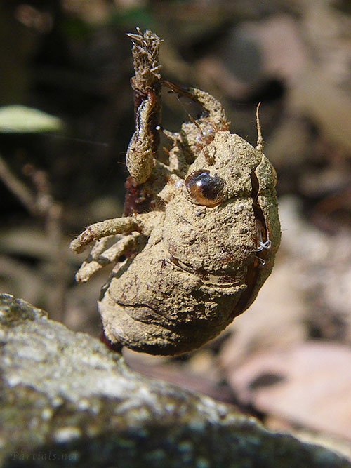 ニイニイゼミの抜け殻