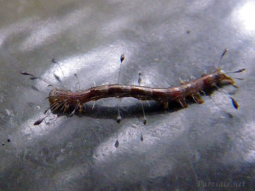 ニジオビベニアツバの幼虫