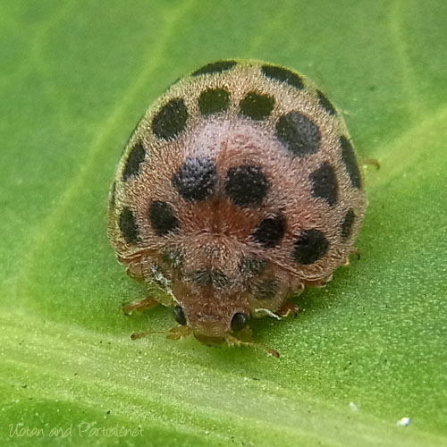 ニジュウヤホシテントウ