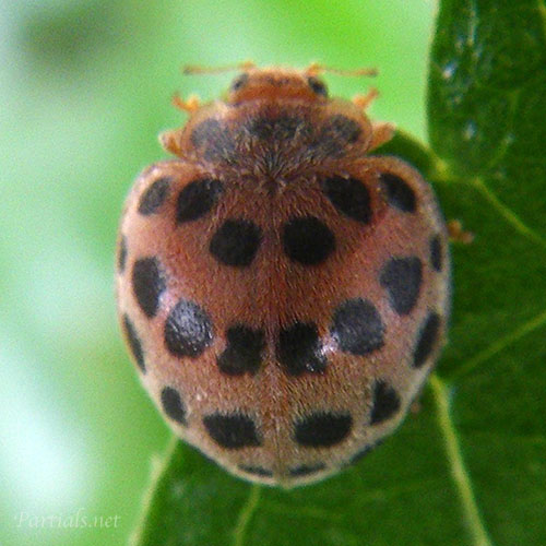 ニジュウヤホシテントウ