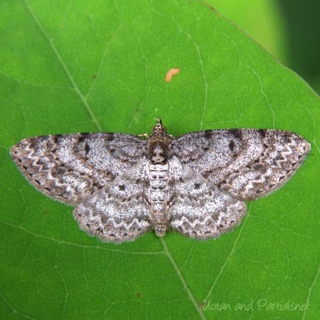 ニセオレクギエダシャク