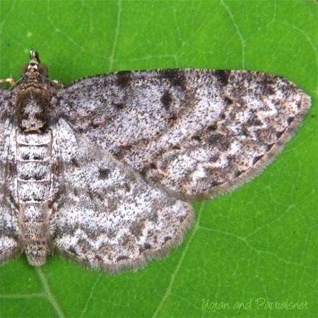 ニセオレクギエダシャク