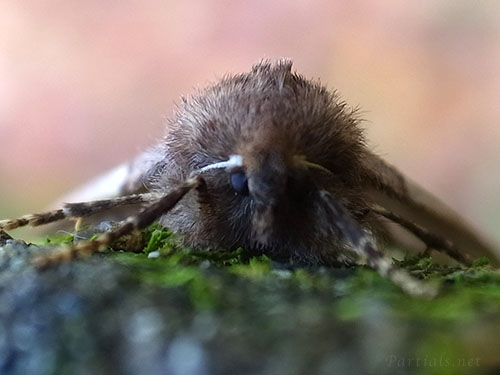 ニトベエダシャク