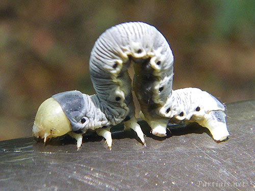 ニトベエダシャク幼虫