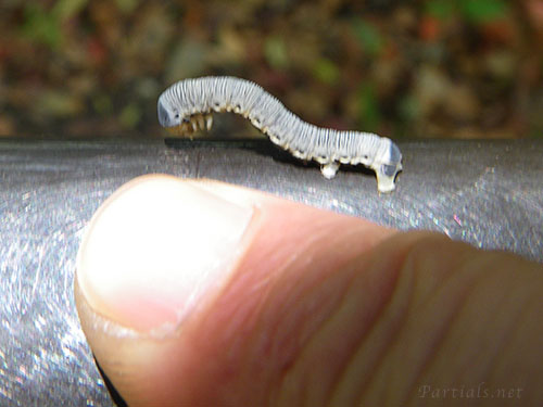 ニトベエダシャク幼虫