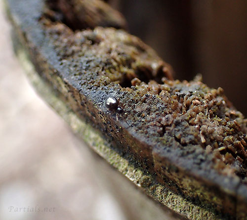 ノコギリヒザグモまたはその近縁種