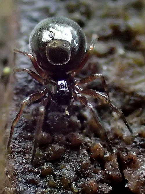 ノコギリヒザグモまたはその近縁種