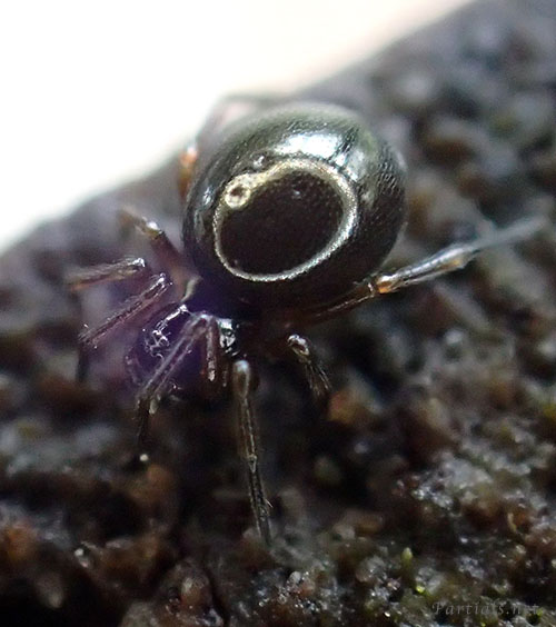 ノコギリヒザグモまたはその近縁種