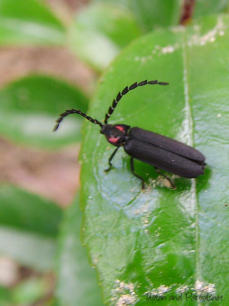 オバホタル成虫