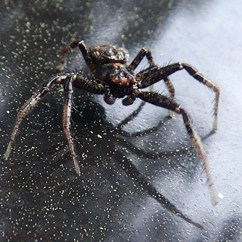 オビボソカニグモ　オス