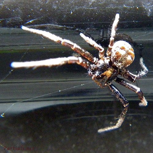 オビボソカニグモ