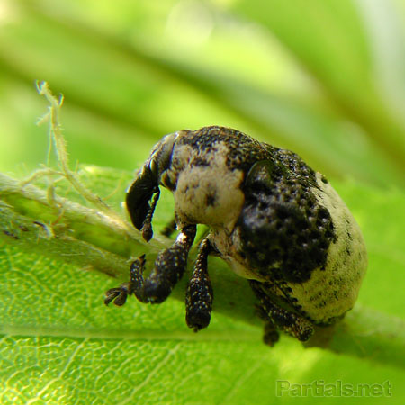 オジロアシナガゾウムシ