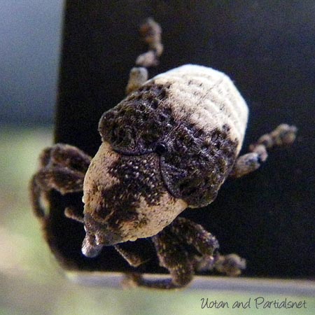 オジロアシナガゾウムシ