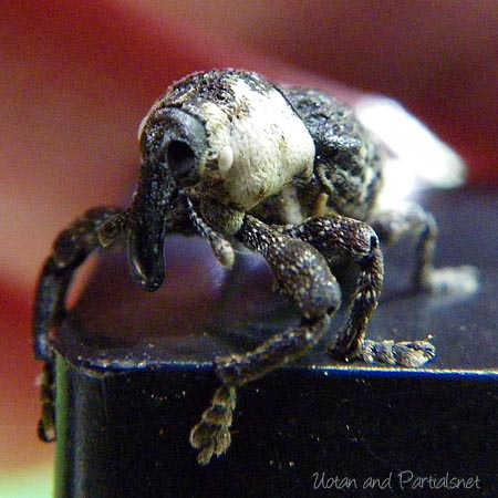 オジロアシナガゾウムシ