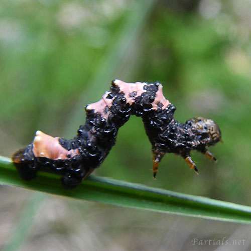 トビモンオオエダシャク幼虫