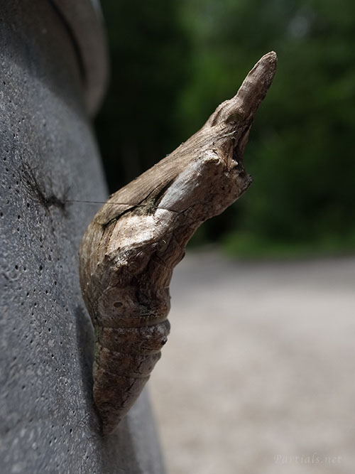 オナガアゲハ蛹