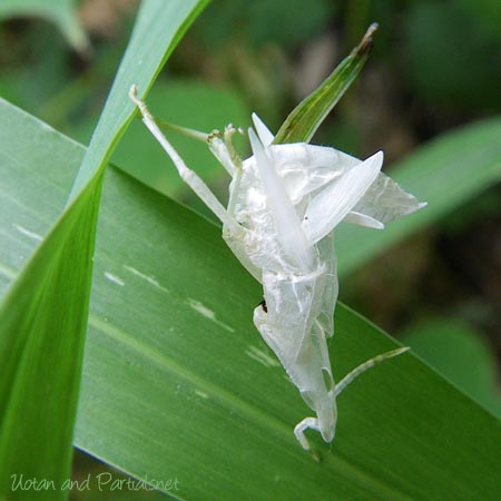 オンブバッタの脱皮殻