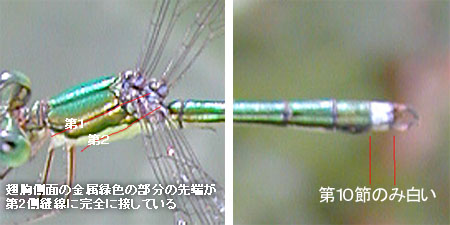 オオアオイトトンボ