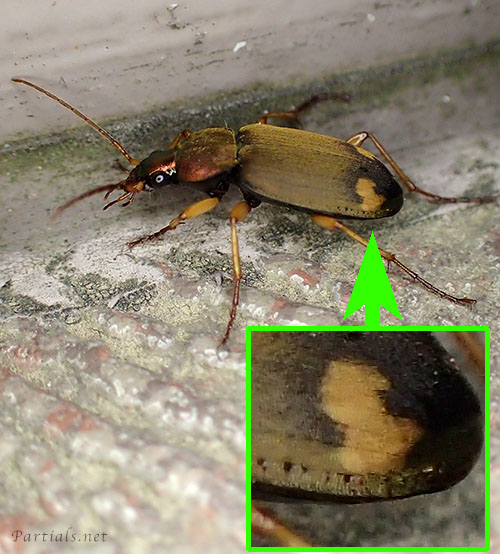 オオアトボシアオゴミムシ