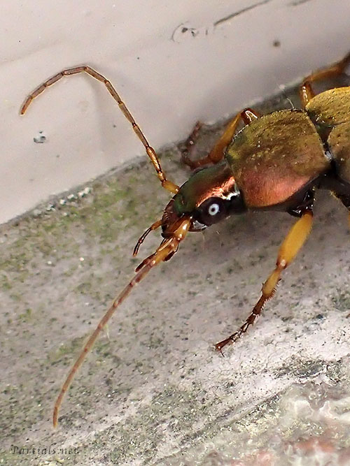 オオアトボシアオゴミムシ