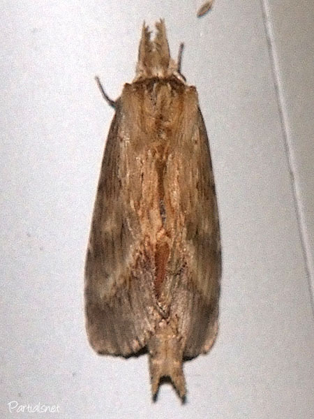 オオエグリシャチホコ