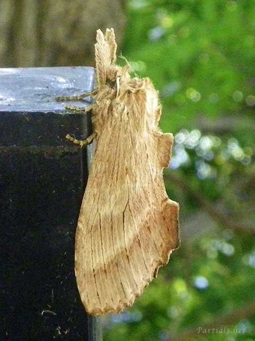 オオエグリシャチホコ