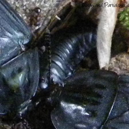 オオヒラタシデムシ幼虫