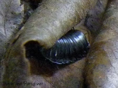 オオヒラタシデムシ幼虫