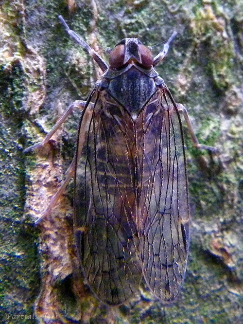 オオヒシウンカ