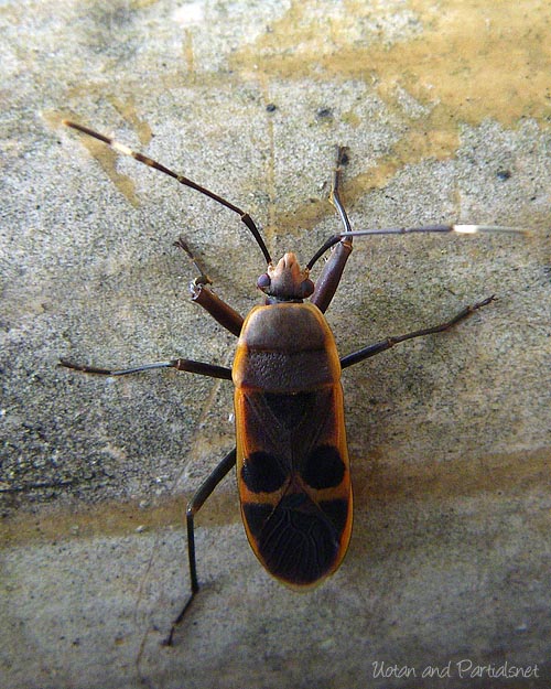 オオホシカメムシ