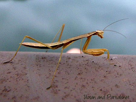 オオカマキリ若齢幼虫