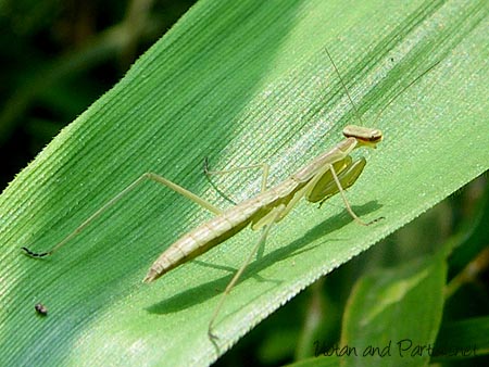 オオカマキリ初齢幼虫