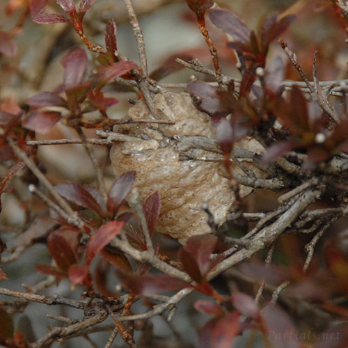 オオカマキリの卵鞘