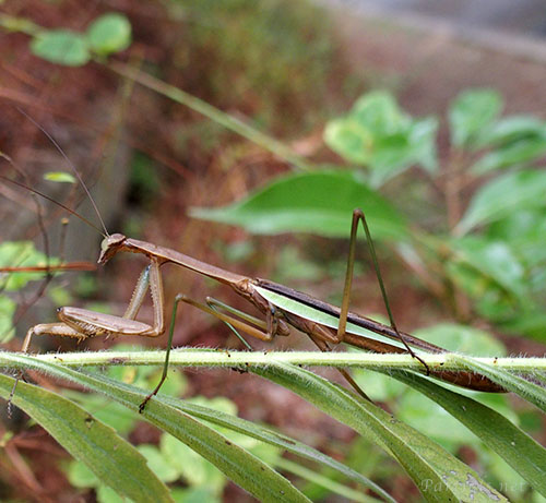 緑と茶色のオオカマキリ
