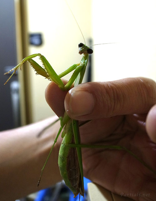 緑色型、オオカマキリ