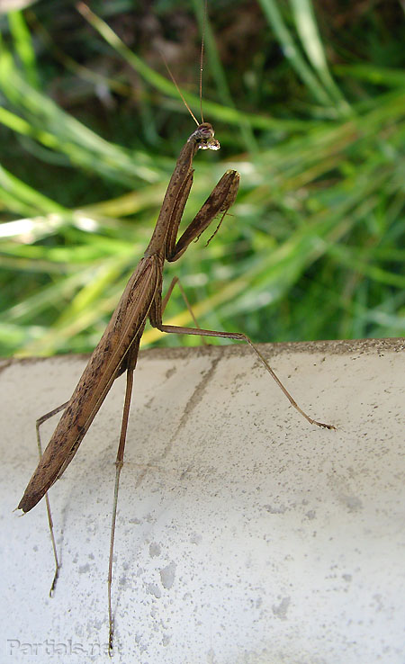 枯草模様のオオカマキリ