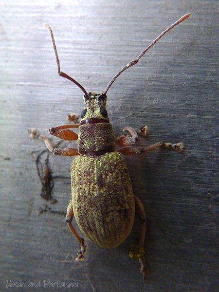 オオクチブトゾウムシ