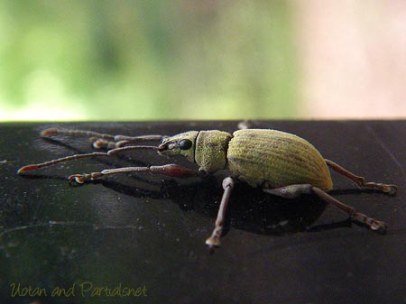 オオクチブトゾウムシ