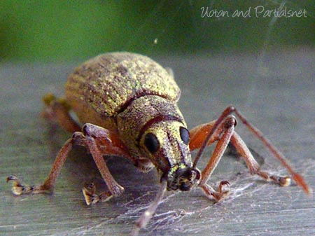 オオクチブトゾウムシ