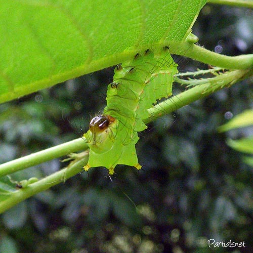 オオミズアオ（幼虫）