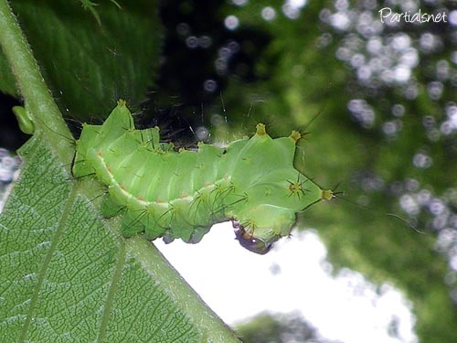 オオミズアオ（幼虫）