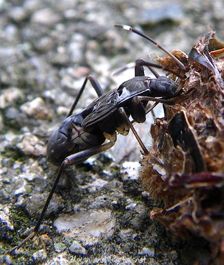 オオモンシロナガカメムシの幼虫