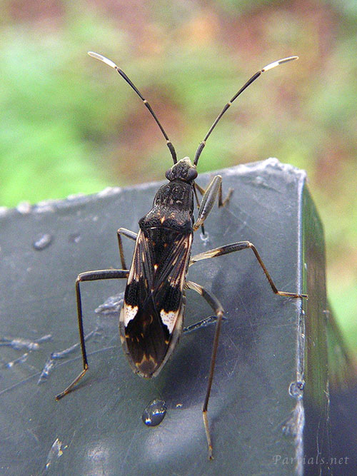 オオモンシロナガカメムシ