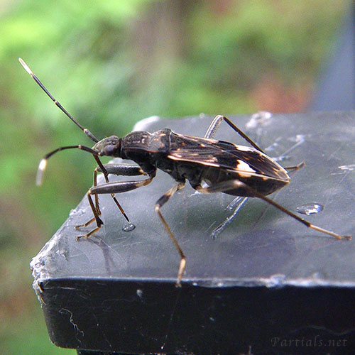 オオモンシロナガカメムシ