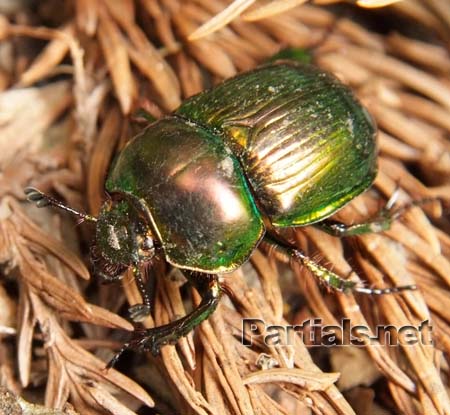 オオセンチコガネ大阪